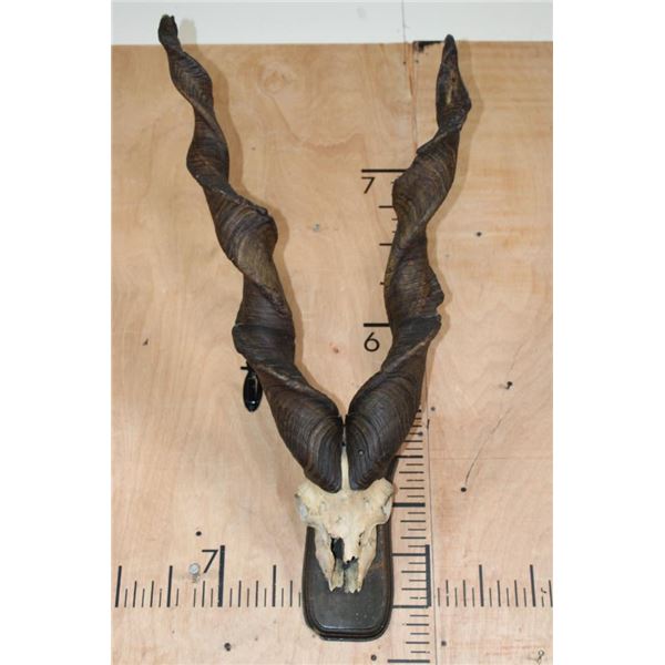 *TEXAS RESIDENTS ONLY* SULEMAN MARKHOR Partial Skull on a Wood Plaque