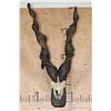 Image 1 : *TEXAS RESIDENTS ONLY* SULEMAN MARKHOR Partial Skull on a Wood Plaque