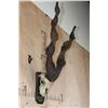 Image 2 : *TEXAS RESIDENTS ONLY* SULEMAN MARKHOR Partial Skull on a Wood Plaque