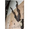 Image 3 : *TEXAS RESIDENTS ONLY* SULEMAN MARKHOR Partial Skull on a Wood Plaque