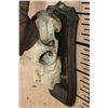 Image 4 : *TEXAS RESIDENTS ONLY* SULEMAN MARKHOR Partial Skull on a Wood Plaque