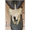 Image 5 : *TEXAS RESIDENTS ONLY* SULEMAN MARKHOR Partial Skull on a Wood Plaque