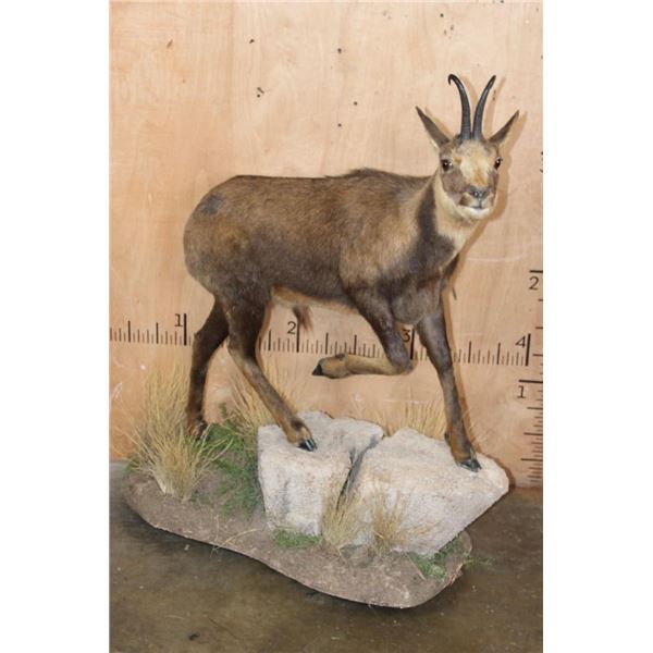 Life-sized ALPINE CHAMOIS on a Decorative Base with Wheels