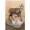 Image 1 : Life-sized ALPINE CHAMOIS on a Decorative Base with Wheels