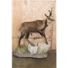 Image 2 : Life-sized ALPINE CHAMOIS on a Decorative Base with Wheels