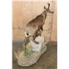 Image 3 : Life-sized ALPINE CHAMOIS on a Decorative Base with Wheels