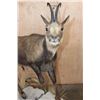 Image 4 : Life-sized ALPINE CHAMOIS on a Decorative Base with Wheels