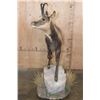 Image 5 : Life-sized ALPINE CHAMOIS on a Decorative Base with Wheels