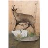 Image 6 : Life-sized ALPINE CHAMOIS on a Decorative Base with Wheels