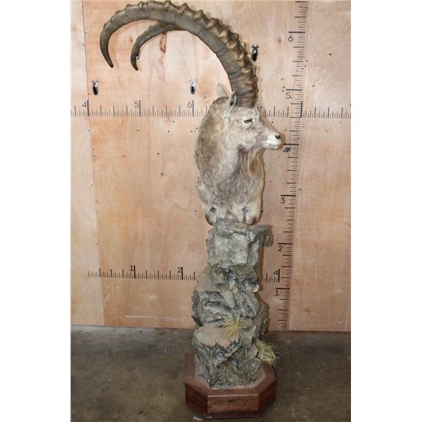 Big SIBERIAN IBEX or ASIAN IBEX on a Decorative Pedestal Mount
