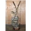 Image 3 : Big SIBERIAN IBEX or ASIAN IBEX on a Decorative Pedestal Mount