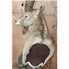 Image 5 : Big SIBERIAN IBEX or ASIAN IBEX on a Decorative Pedestal Mount