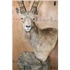 Image 6 : Big SIBERIAN IBEX or ASIAN IBEX on a Decorative Pedestal Mount