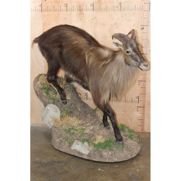 Big Life-sized TAHR on a Decorative Base with Wheels
