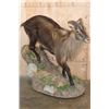 Image 1 : Big Life-sized TAHR on a Decorative Base with Wheels