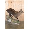 Image 2 : Big Life-sized TAHR on a Decorative Base with Wheels