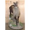 Image 3 : Big Life-sized TAHR on a Decorative Base with Wheels