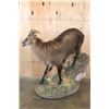 Image 4 : Big Life-sized TAHR on a Decorative Base with Wheels