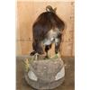 Image 5 : Big Life-sized TAHR on a Decorative Base with Wheels
