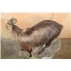 Image 6 : Big Life-sized TAHR on a Decorative Base with Wheels