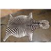 Image 1 : ZEBRA Hide Rug with Carpet Backing and Leather Piping