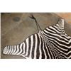 Image 5 : ZEBRA Hide Rug with Carpet Backing and Leather Piping