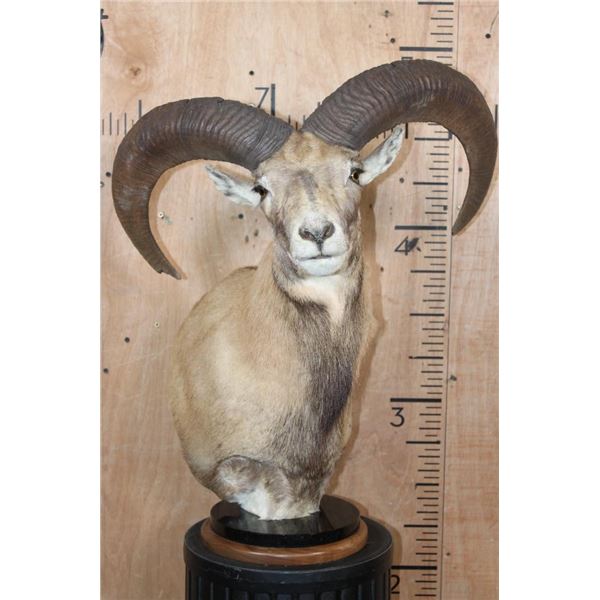 RED SHEEP Ram Table Pedestal Mount
