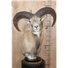 Image 1 : RED SHEEP Ram Table Pedestal Mount
