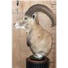 Image 2 : RED SHEEP Ram Table Pedestal Mount
