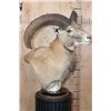 Image 3 : RED SHEEP Ram Table Pedestal Mount