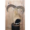 Image 4 : RED SHEEP Ram Table Pedestal Mount