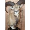 Image 6 : RED SHEEP Ram Table Pedestal Mount