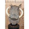 Image 1 : XXL WARTHOG Table Pedestal Mount