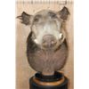 Image 2 : BUSHPIG Table Pedestal Mount