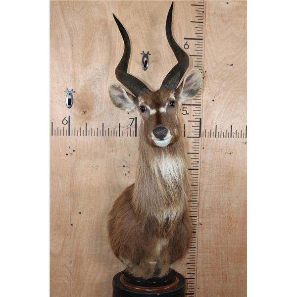 FOREST SITATUNGA Table Pedestal Mount