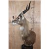 Image 3 : FOREST SITATUNGA Table Pedestal Mount