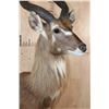 Image 4 : FOREST SITATUNGA Table Pedestal Mount