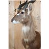 Image 5 : FOREST SITATUNGA Table Pedestal Mount