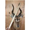 Image 6 : FOREST SITATUNGA Table Pedestal Mount
