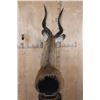 Image 7 : FOREST SITATUNGA Table Pedestal Mount