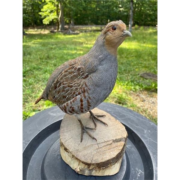HUNGARIAN PARTRIDGE Bird Mounted on a Log Slice Base