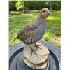 Image 1 : HUNGARIAN PARTRIDGE Bird Mounted on a Log Slice Base