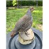Image 2 : HUNGARIAN PARTRIDGE Bird Mounted on a Log Slice Base