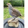 Image 4 : HUNGARIAN PARTRIDGE Bird Mounted on a Log Slice Base