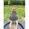 Image 5 : HUNGARIAN PARTRIDGE Bird Mounted on a Log Slice Base