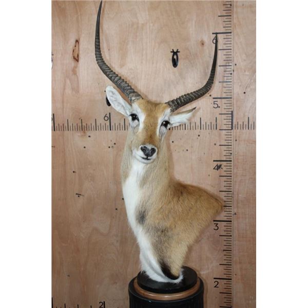KAFUE LECHWE Table Pedestal Mount