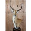 Image 1 : KAFUE LECHWE Table Pedestal Mount