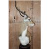 Image 2 : KAFUE LECHWE Table Pedestal Mount