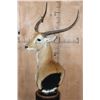 Image 3 : KAFUE LECHWE Table Pedestal Mount