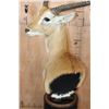 Image 4 : KAFUE LECHWE Table Pedestal Mount